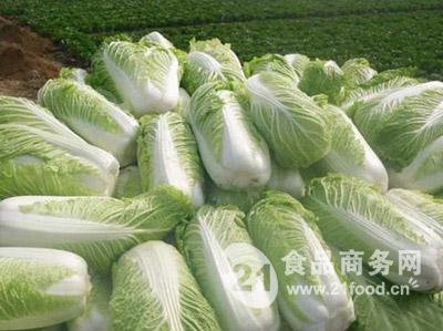 大白菜最新批發(fā)價格動態(tài)分析